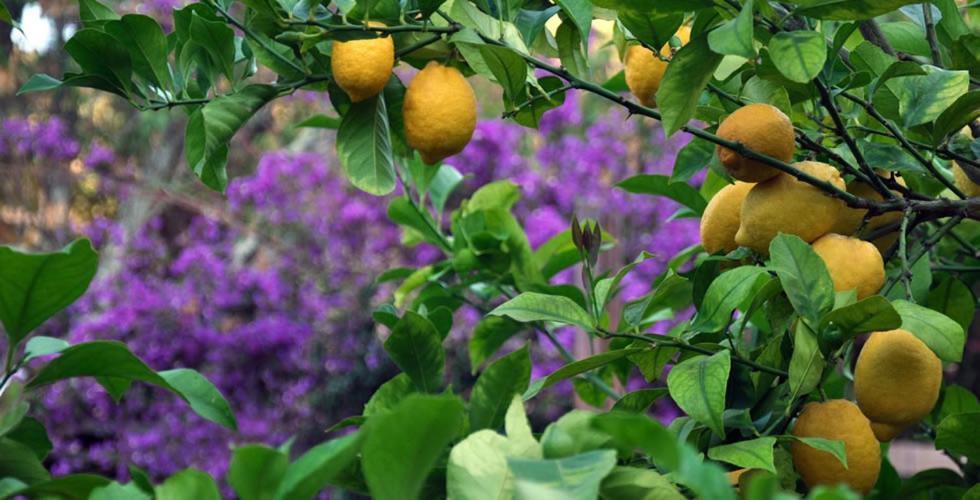 Villa Dei Limoni SantʼAndrea エクステリア 写真